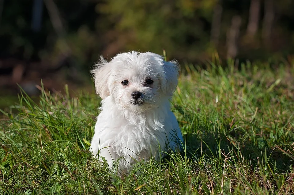 Malteser in der Hundeschule Vier Pfoten