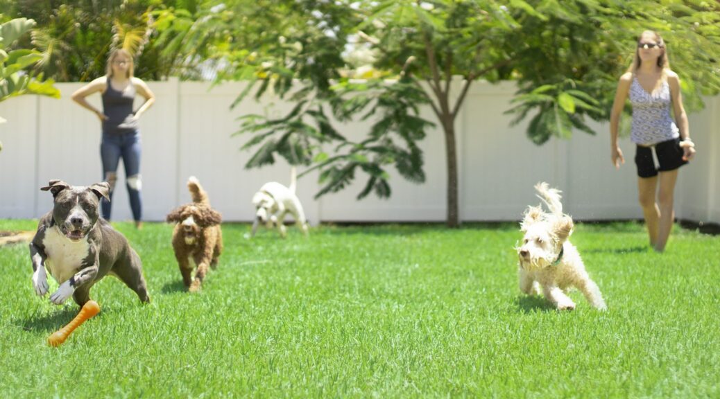 Spielende Hunde in der Hundeschule Vier Pfoten