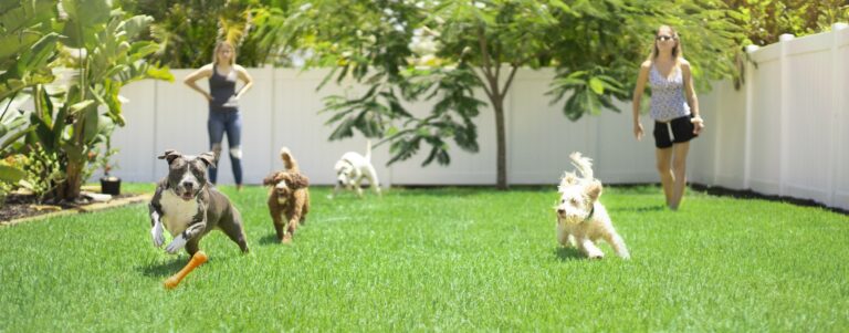 Spielende Hunde in der Hundeschule Vier Pfoten