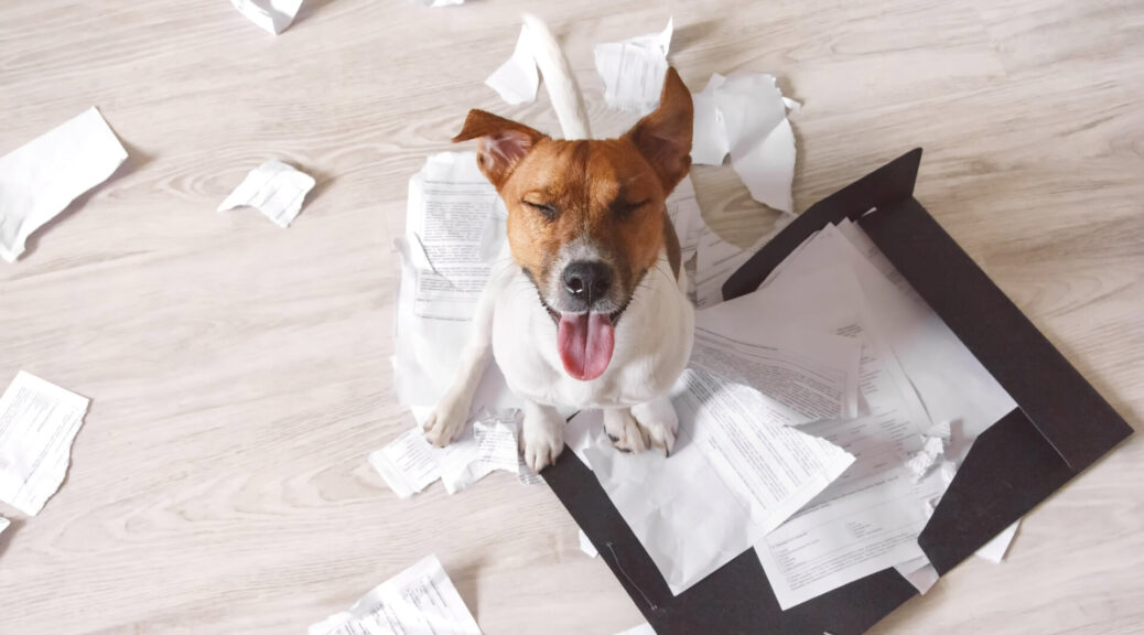 Hund macht Chaos mit wichtigen Arbeitsunterlagen