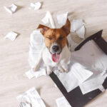 Hund macht Chaos mit wichtigen Arbeitsunterlagen